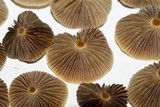 Psilocybe galindoi image
