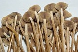 Psilocybe galindoi image