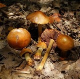 Cortinarius corrugatus image