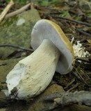 Boletus variipes image