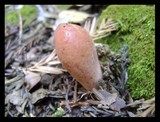 Clavariadelphus occidentalis image
