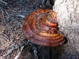 Fomitopsis mounceae image