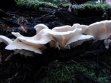 Pleurotus pulmonarius image