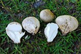 Calvatia pachyderma image