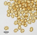 Inocybe calospora image