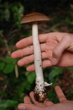 Amanita pachycolea image