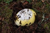 Amanita vernicoccora image