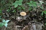 Hymenopellis furfuracea image