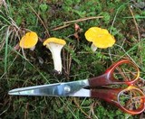 Cantharellus phasmatis image