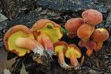 Baorangia bicolor image