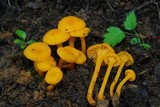 Cantharellus minor image