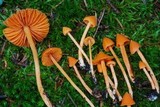 Entoloma quadratum image