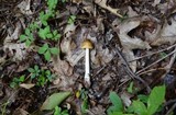 Amanita sect. Vaginatae image