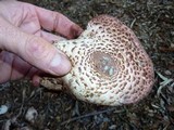Leucoagaricus americanus image