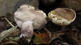 Tylopilus plumbeoviolaceus image