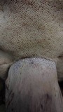 Tylopilus plumbeoviolaceus image