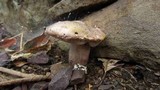 Tylopilus plumbeoviolaceus image