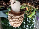 Amanita amerirubescens image