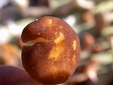 Pluteus romellii image