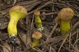 Pulveroboletus ravenelii image