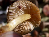 Pluteus romellii image