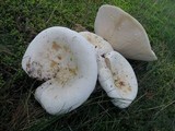 Lactarius piperatus image