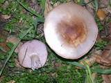 Lepista glaucocana image