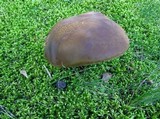 Boletus vermiculosus image
