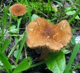 Inocybe unicolor image