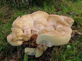 Bondarzewia berkeleyi image