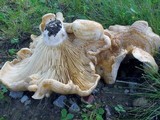Lactarius psammicola image