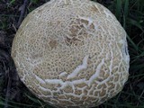 Boletus pallidus image