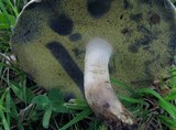 Boletus pallidus image