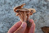 Gymnopus luxurians image