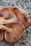 Gymnopus luxurians image