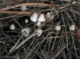 Mycena capillaripes image