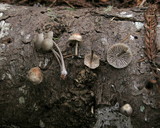 Mycena maculata image