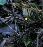 Mycena oregonensis image