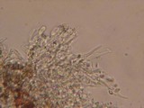 Fibulomyces mutabilis image