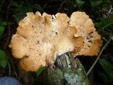 Antrodiella versicutis image
