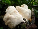 Antrodiella versicutis image