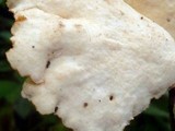 Antrodiella versicutis image