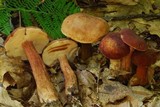 Tylopilus badiceps image