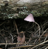 Mycena purpureofusca image