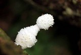 Leucocoprinus cretaceus image