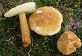 Gyroporus castaneus image