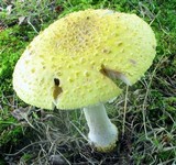Amanita flavorubens image