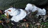 Phellodon niger image