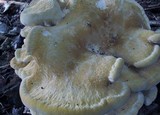 Bondarzewia berkeleyi image