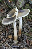 Amanita brunnescens image
